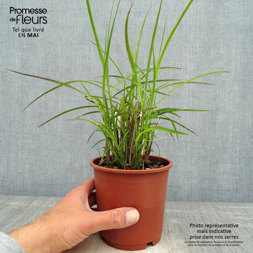 Miscanthus sinensis Kleine Silberspinne - Silvergrass 1L/1.5L pot sample as delivered in spring