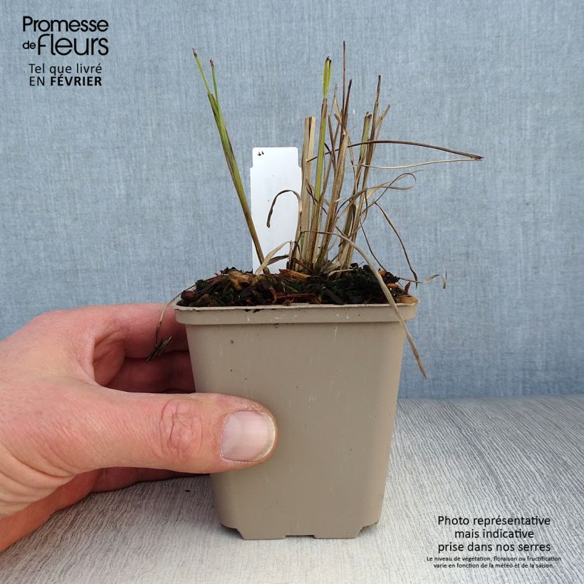 Miscanthus sinensis Little Miss - Silvergrass 8/9 cm pot sample as delivered in winter