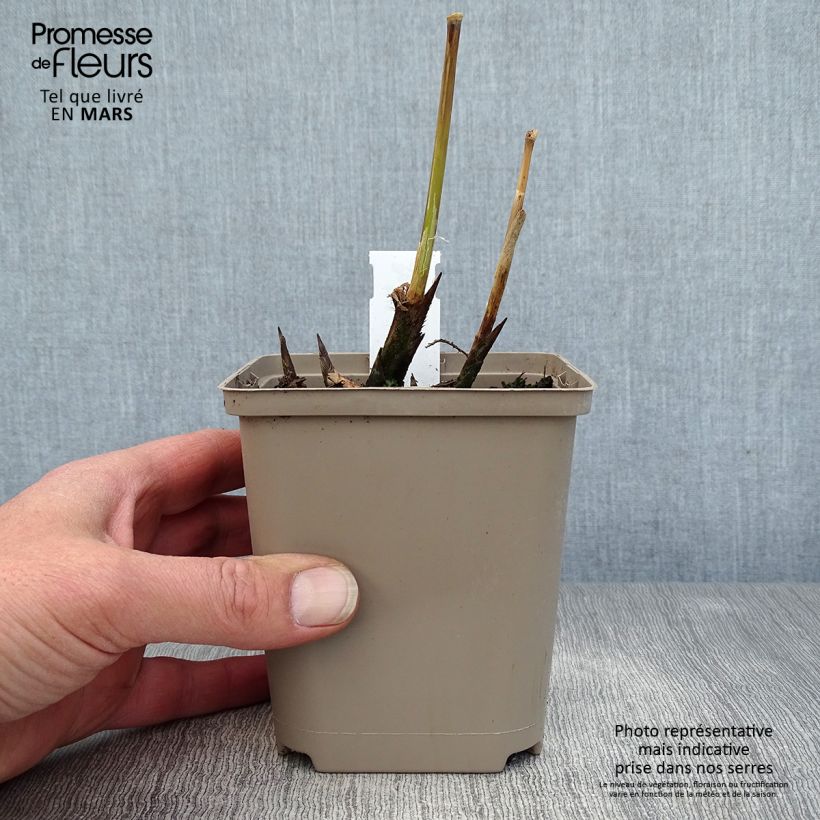 Miscanthus sinensis Malepartus - Silvergrass 8/9 cm pot sample as delivered in spring