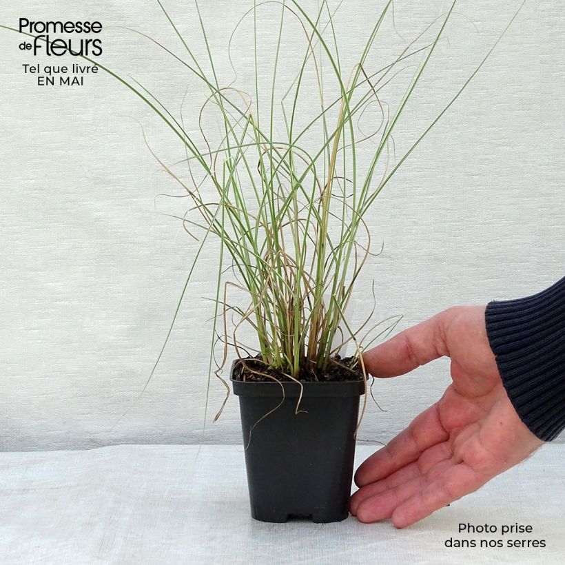 Miscanthus sinensis Morning Light - Silvergrass 8/9 cm pot sample as delivered in spring