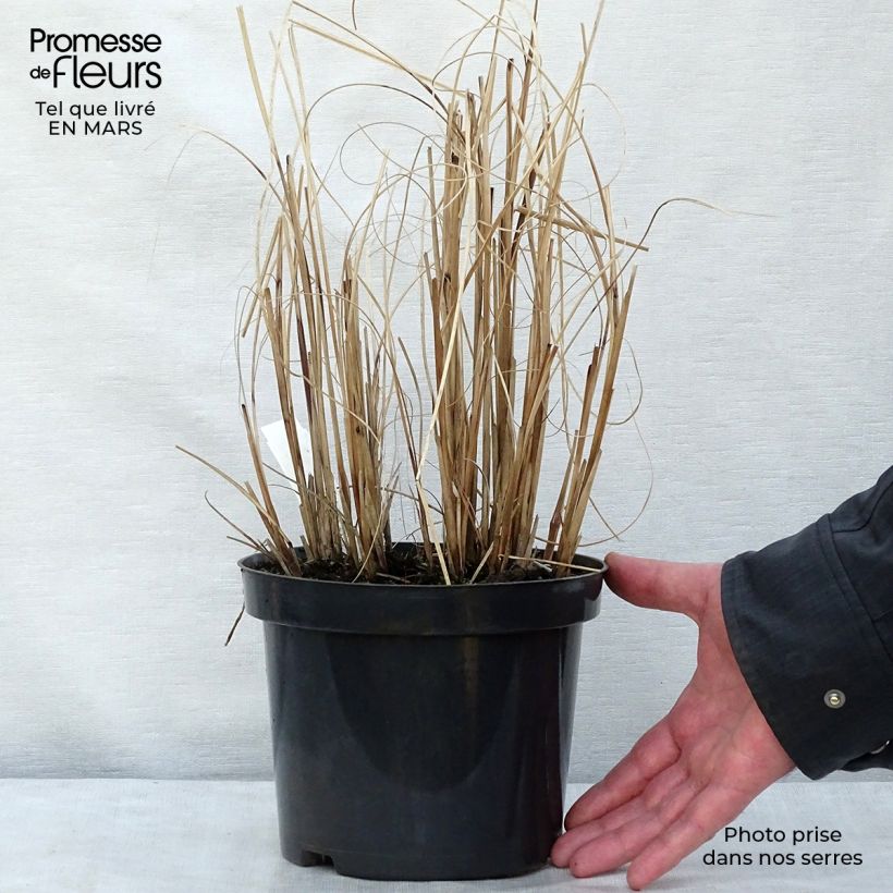 Miscanthus sinensis Morning Light - Silvergrass 2L/3L pot sample as delivered in winter