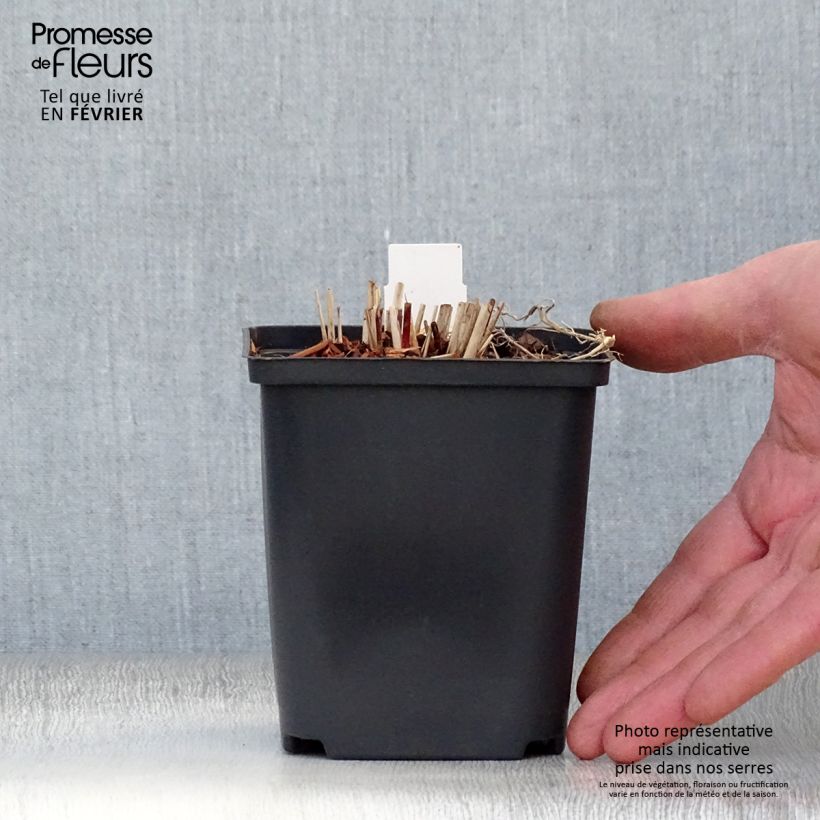 Miscanthus sinensis Purple Fall - Silvergrass 8/9 cm pot sample as delivered in winter