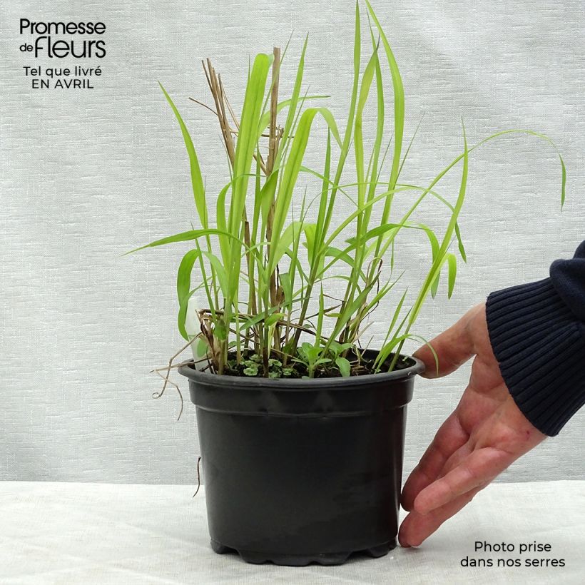 Miscanthus sinensis Purpurascens - Silvergrass 2L/3L pot sample as delivered in spring