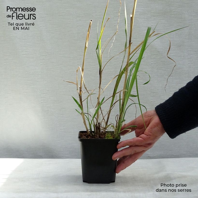 Miscanthus sinensis Rotsilber - Silvergrass 8/9 cm pot sample as delivered in spring