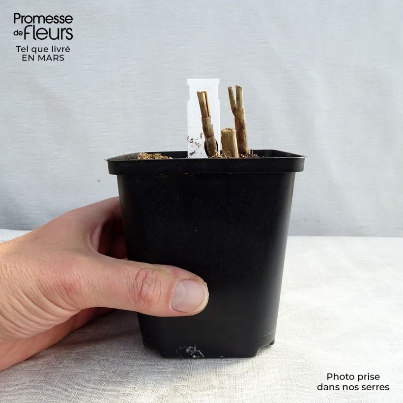 Miscanthus sinensis Sirene - Silvergrass 8/9 cm pot sample as delivered in winter