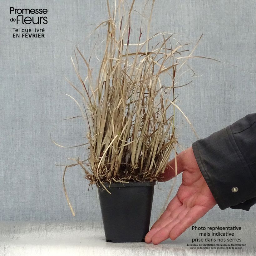 Miscanthus sinensis Strictus Dwarf - Silvergrass 8/9 cm pot sample as delivered in winter