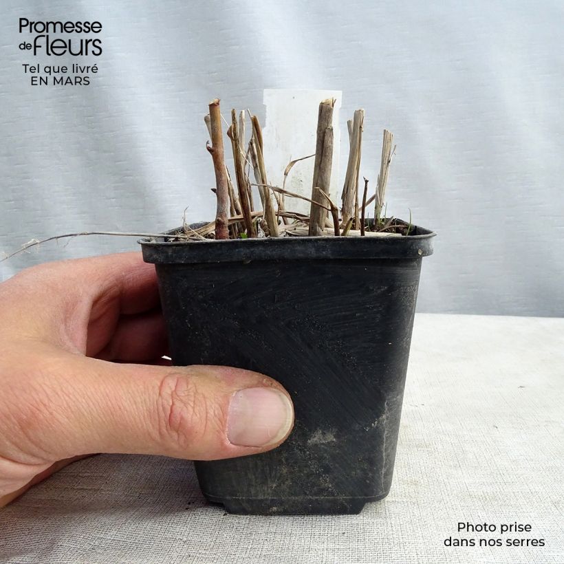 Miscanthus sinensis Strictus - Silvergrass 8/9 cm pot sample as delivered in winter
