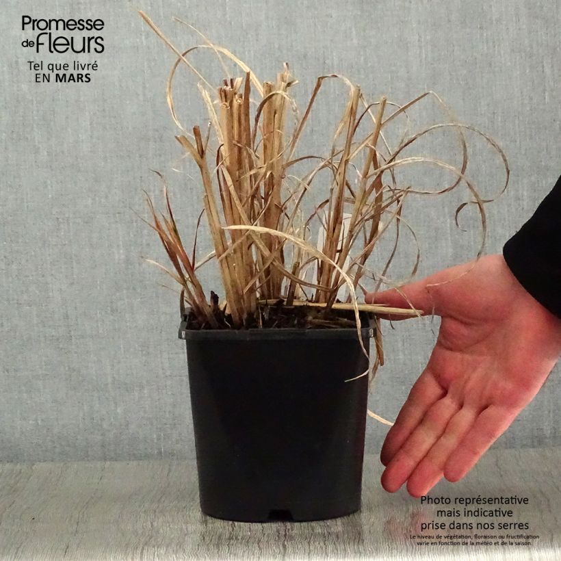 Miscanthus sinensis Strictus - Silvergrass 2L/3L pot sample as delivered in winter
