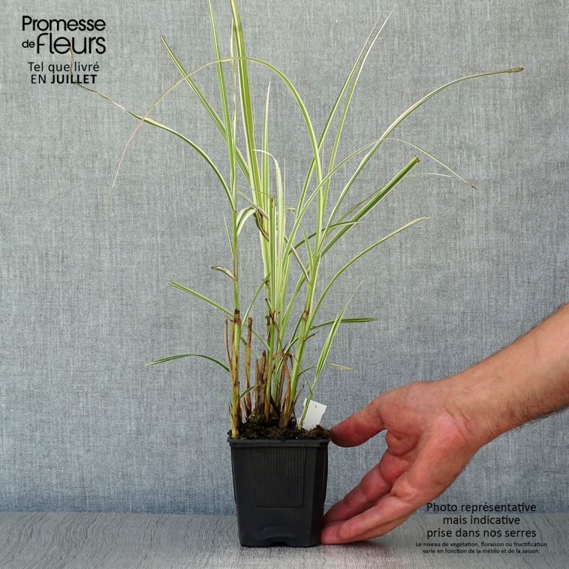 Miscanthus sinensis Variegatus 8/9 cm pot sample as delivered in summer