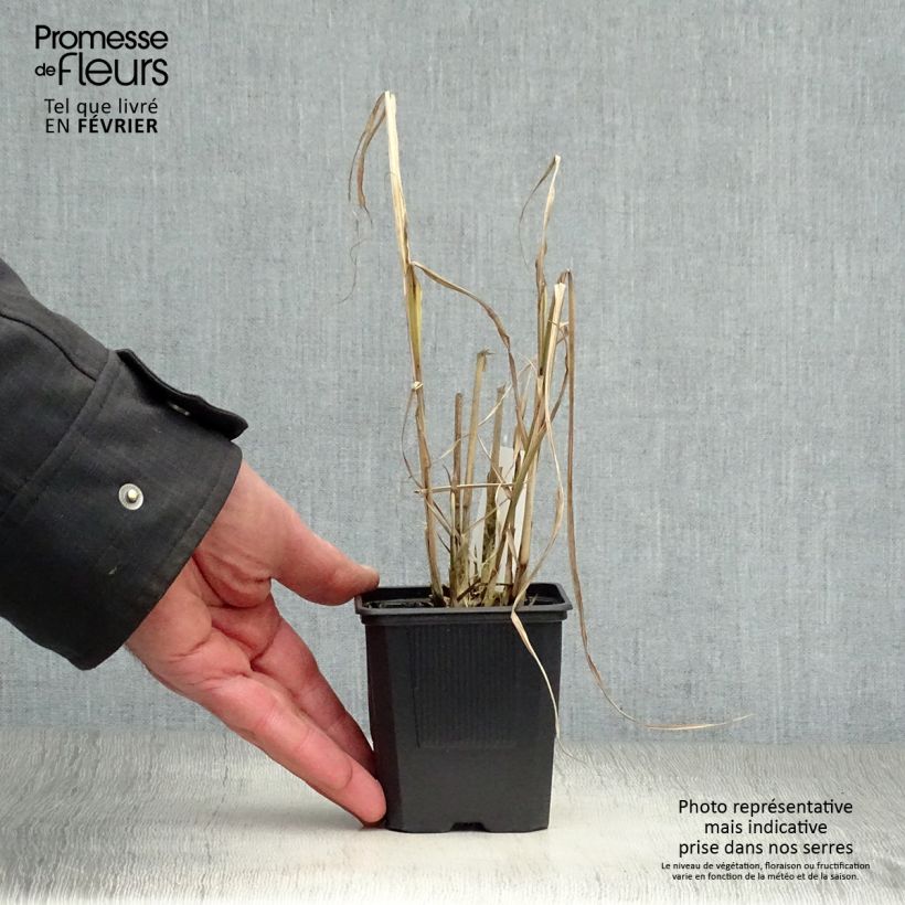 Miscanthus sinensis Variegatus 8/9 cm pot sample as delivered in winter