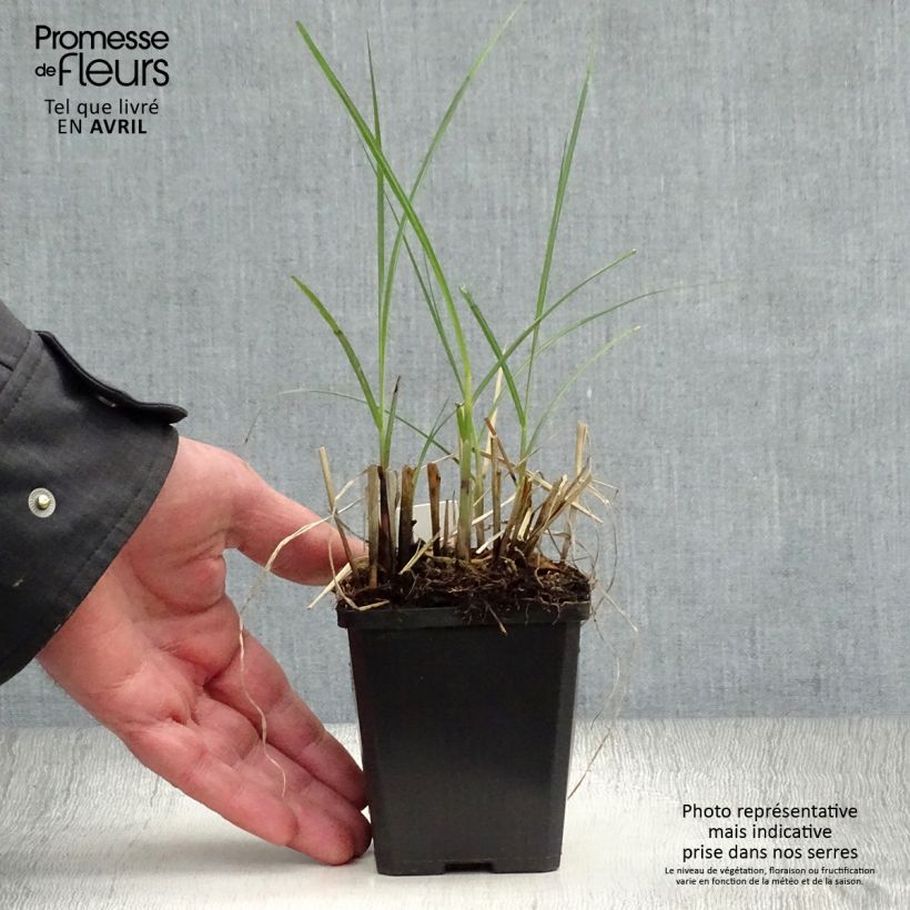Miscanthus sinensis Yaku-Jima - Silvergrass 8/9 cm pot sample as delivered in spring