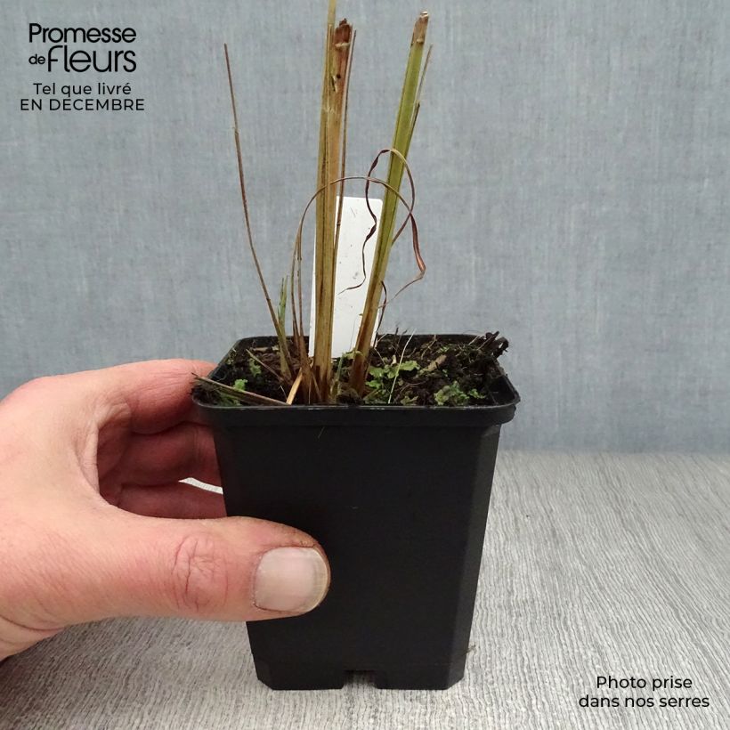 Miscanthus sinensis Zebrinus - Silvergrass 8/9 cm pot sample as delivered in winter