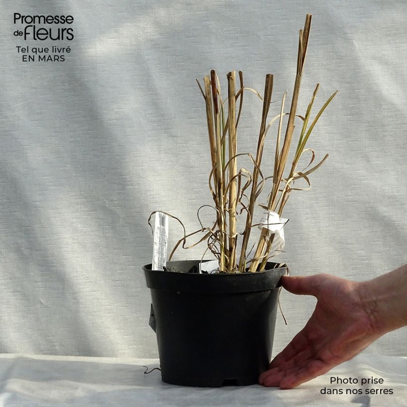Miscanthus sinensis Zebrinus - Silvergrass 2L/3L pot sample as delivered in spring