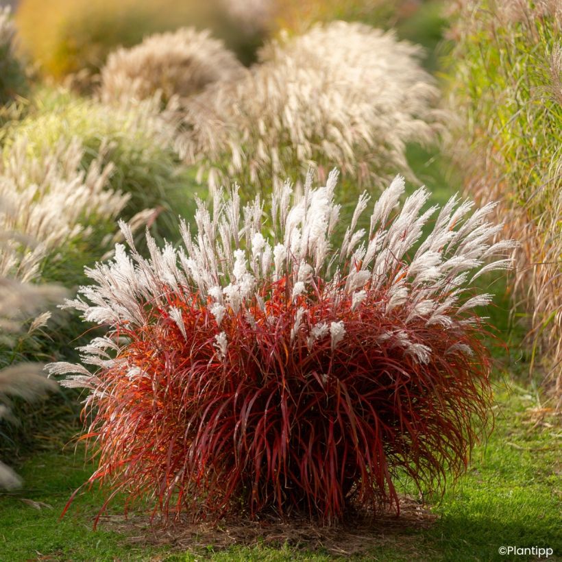 Miscanthus sinensis Lady in Red - Silvergrass (Plant habit)