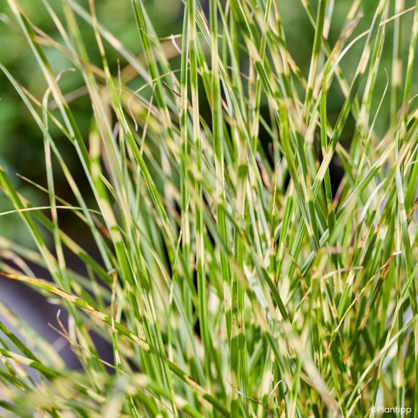 Miscanthus sinensis Little Tiger - Silvergrass (Foliage)