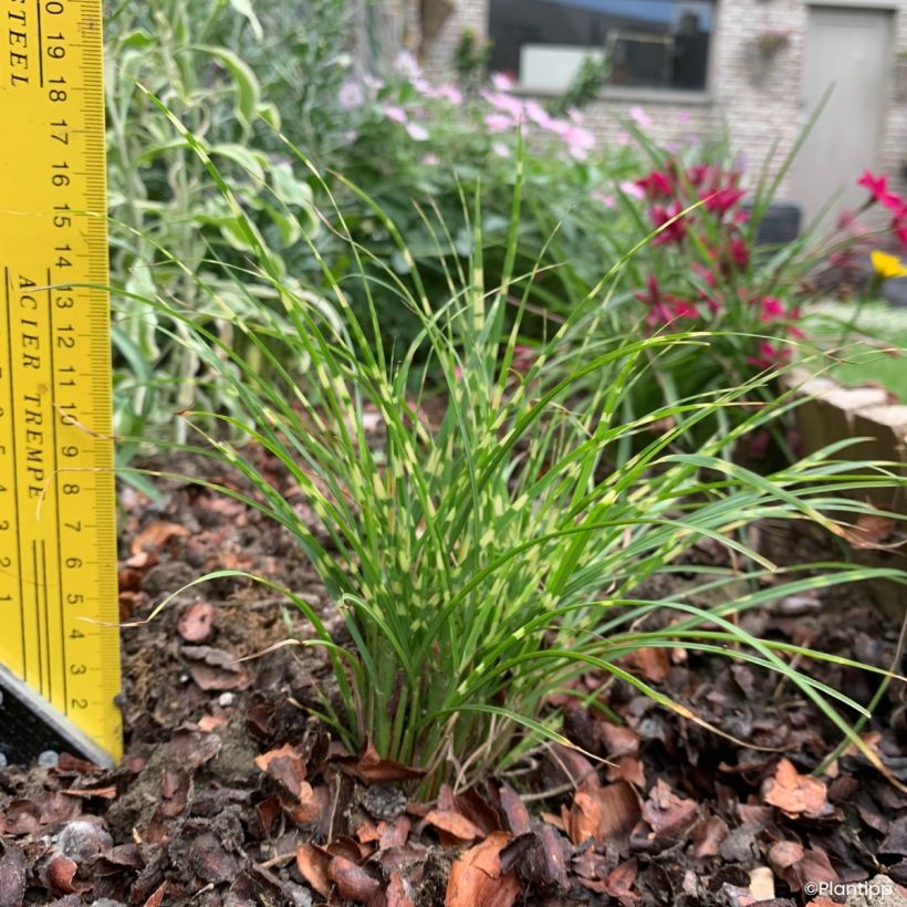 Miscanthus sinensis Little Tiger - Silvergrass (Plant habit)