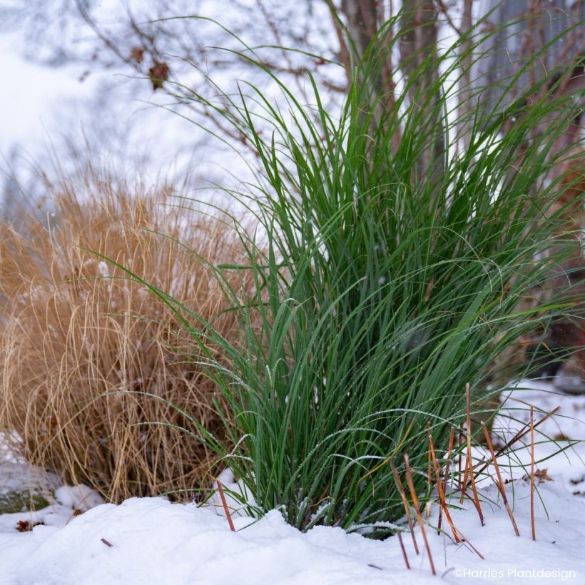 Miscanthus sinensis Miscanvert ® -  Silvergrass (Foliage)