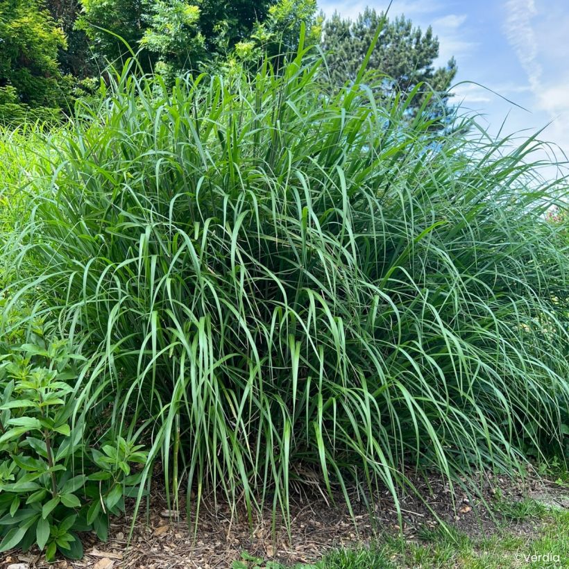 Miscanthus sinensis Miscanvert ® -  Silvergrass (Plant habit)