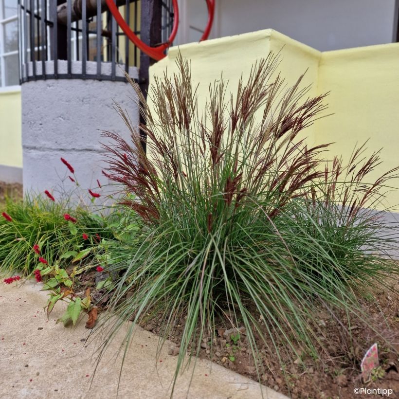 Miscanthus sinensis Missmini - Silvergrass (Plant habit)