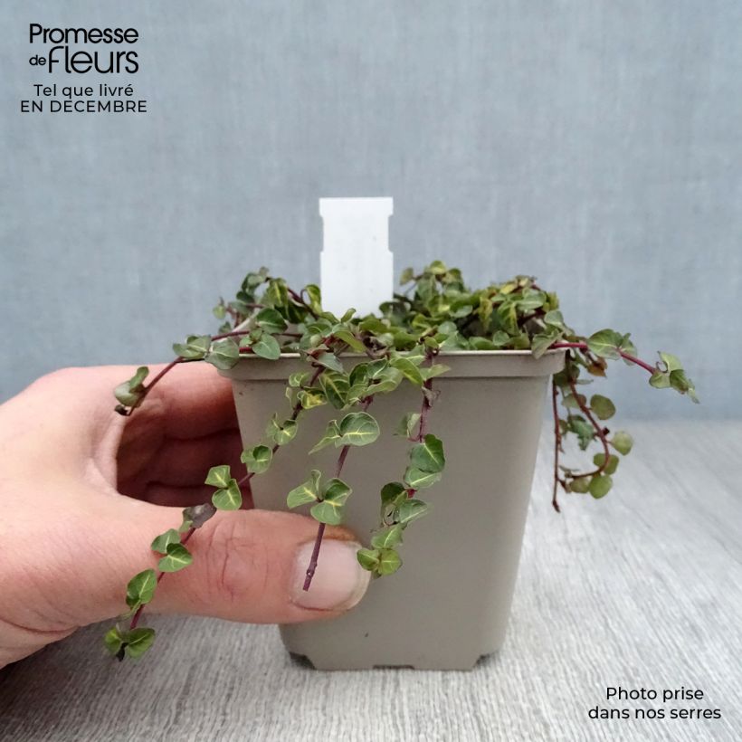 Mitchella repens 8/9 cm pot sample as delivered in winter