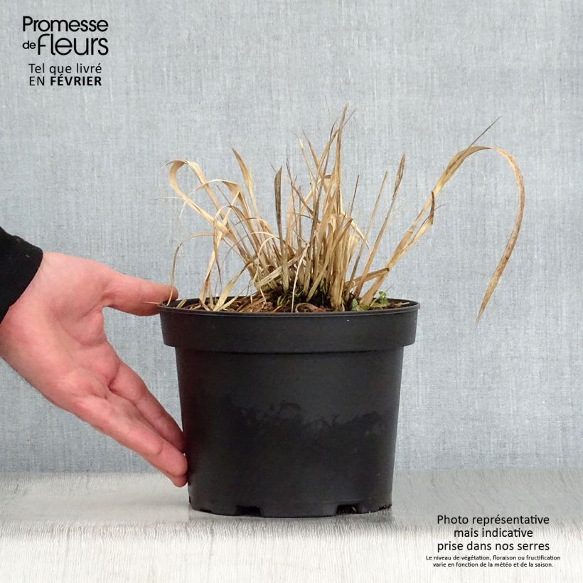 Molinia caerulea subsp. arundinacea Karl Foerster - Purple Moor-grass 2L/3L pot sample as delivered in winter