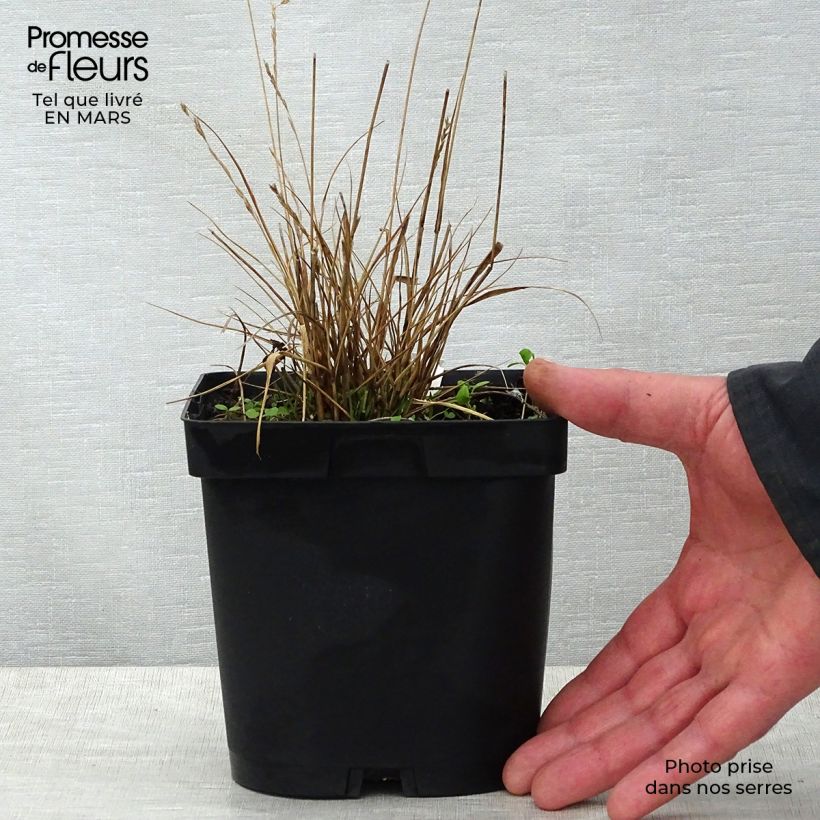 Molinia caerulea Edith Dudszus - Purple Moor-grass 2L/3L pot sample as delivered in spring