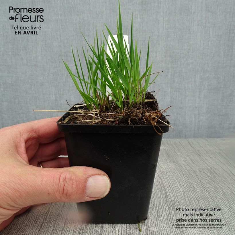 Molinia caerulea subsp. caerulea Heidezwerg - Purple Moor-grass 8/9 cm pot sample as delivered in spring