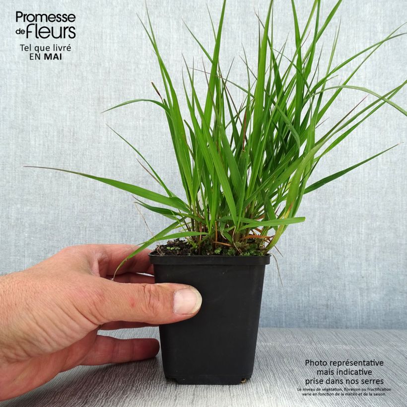 Molinia caerulea Moorflamme - Purple Moor-grass 8/9 cm pot sample as delivered in spring