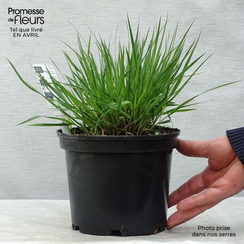 Molinia caerulea Moorhexe - Purple Moor-grass 2L/3L pot sample as delivered in spring