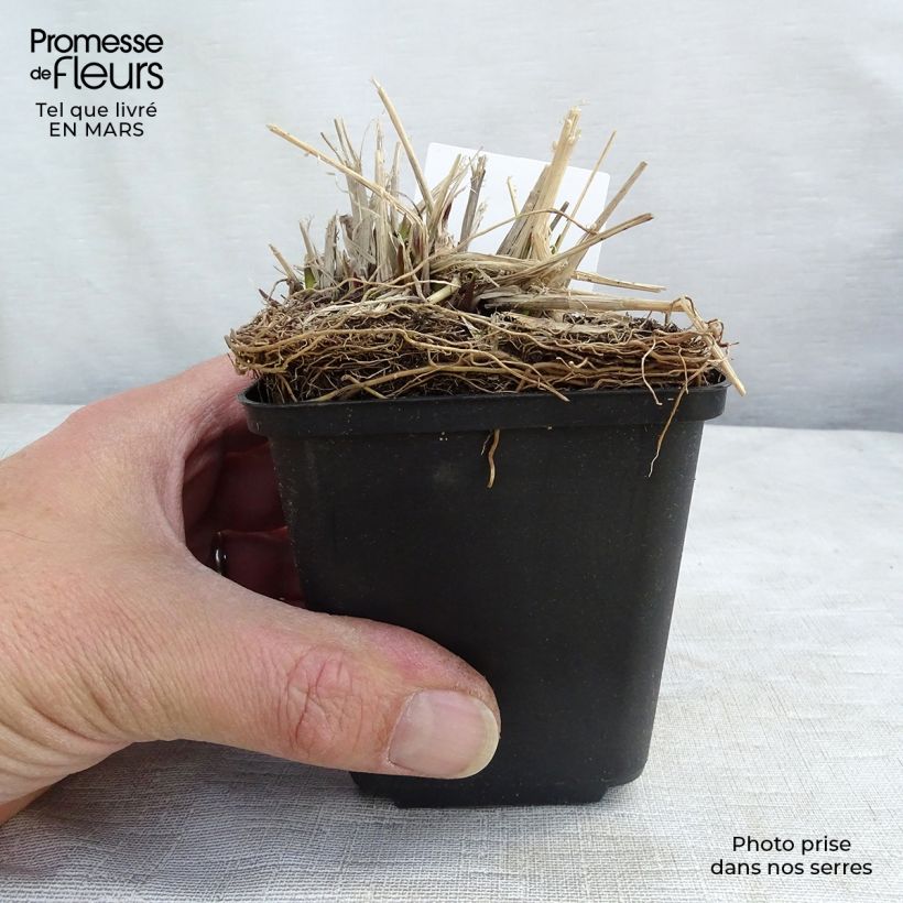 Molinia caerulea subsp. arundinacea Fontäne - Purple Moor-grass 8/9 cm pot sample as delivered in spring