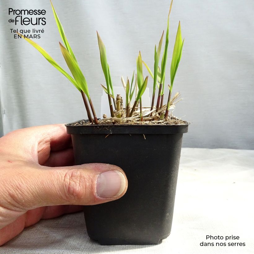 Molinia caerulea subsp. arundinacea Skyracer - Purple Moor-grass 8/9 cm pot sample as delivered in winter