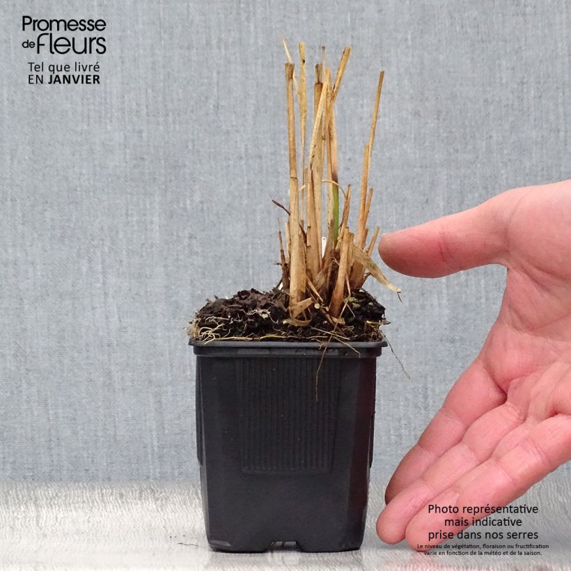 Molinia caerulea susbp. arundinacea Transparent - Purple Moor-grass 8/9 cm pot sample as delivered in winter