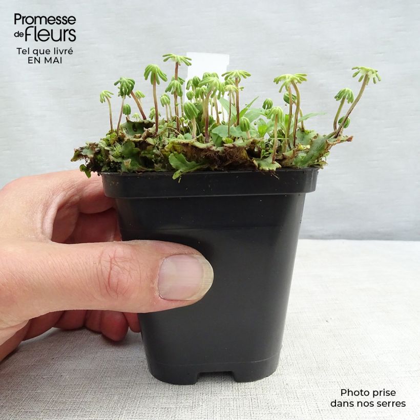 Molinia caerulea subsp. caerulea Heidebraut - Purple Moor-grass 8/9 cm pot sample as delivered in spring