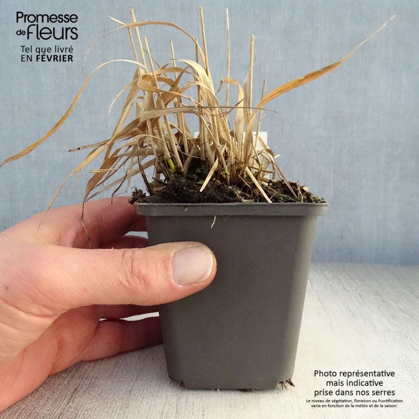 Molinia caerulea susbp. caerulea Variegata - Purple Moor-grass 8/9 cm pot sample as delivered in winter