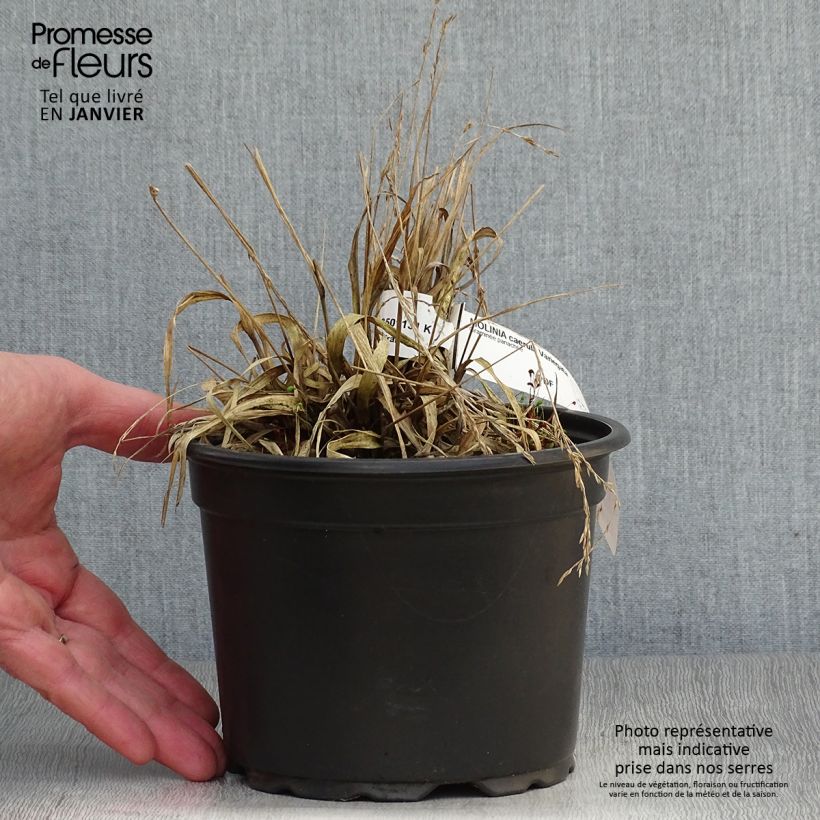 Molinia caerulea susbp. caerulea Variegata - Purple Moor-grass 2L/3L pot sample as delivered in winter