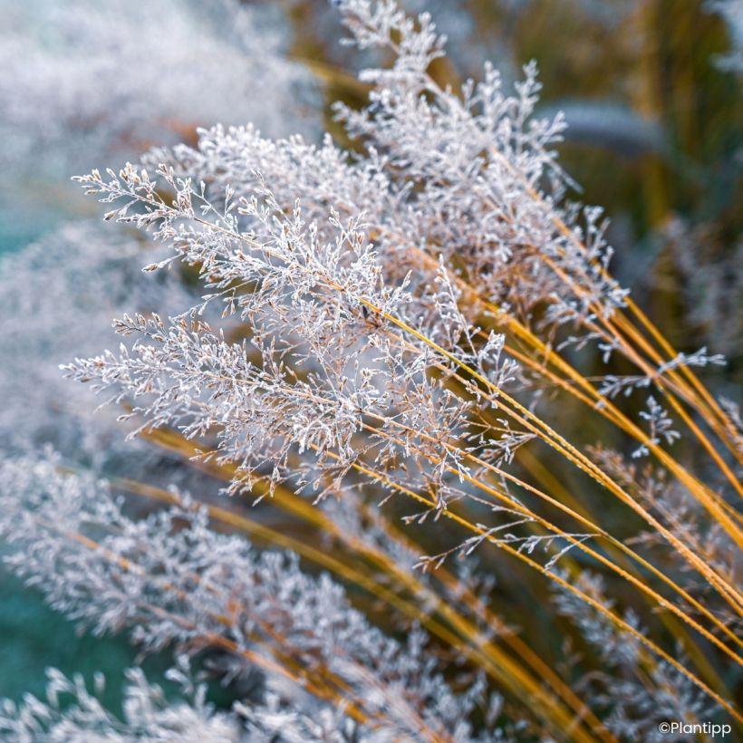 Molinia caerulea Banshee - Purple moor grass (Flowering)