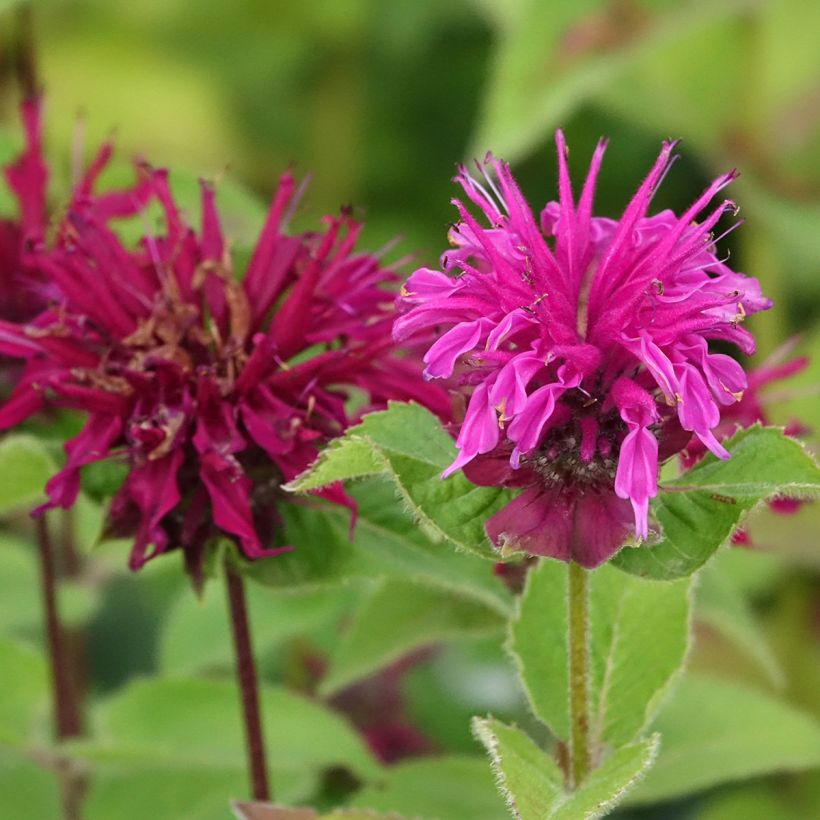 Monarda Bee-True - Beebalm (Flowering)