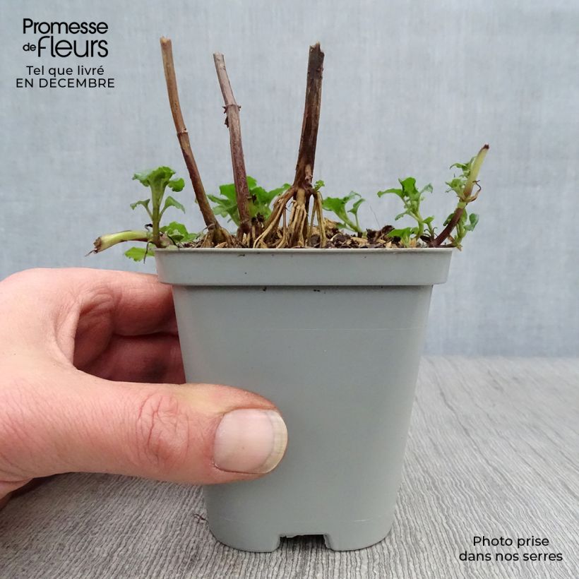 Monarda hybrida Gardenview Scarlet - Beebalm 8/9 cm pot sample as delivered in winter