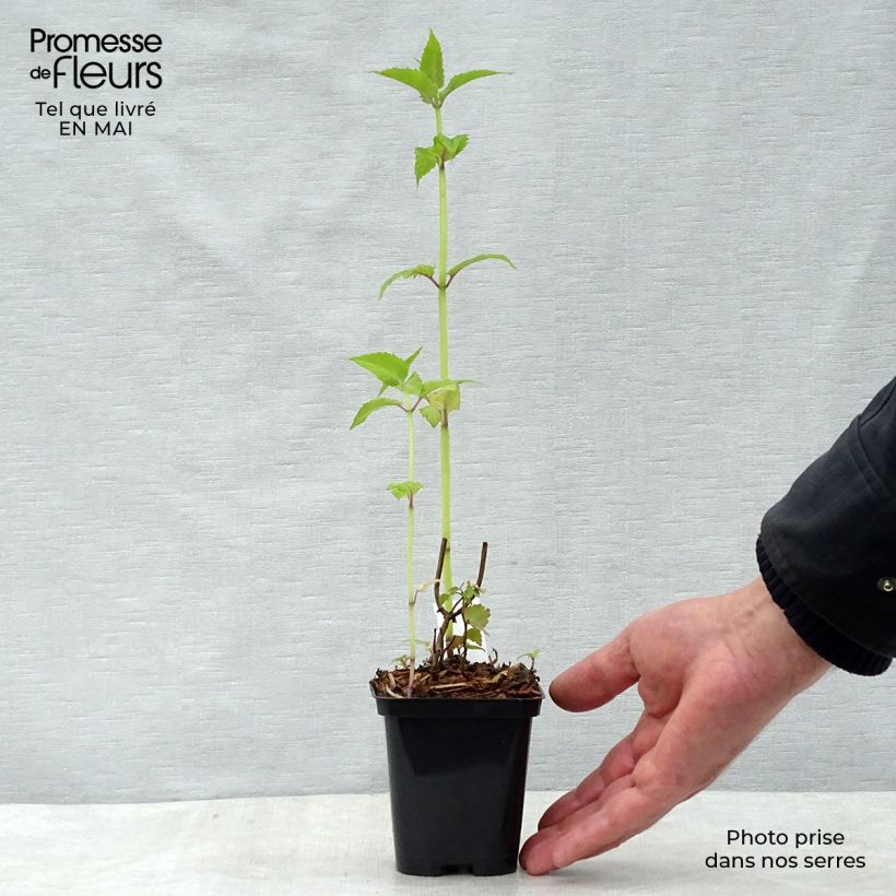 Monarda hybrida Gardenview Scarlet - Beebalm 8/9 cm pot sample as delivered in spring