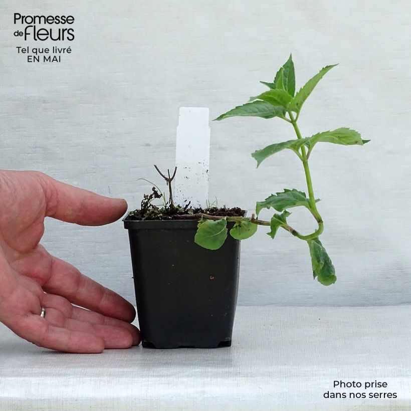 Monarda fistulosa tetraploid - Beebalm 8/9 cm pot sample as delivered in spring