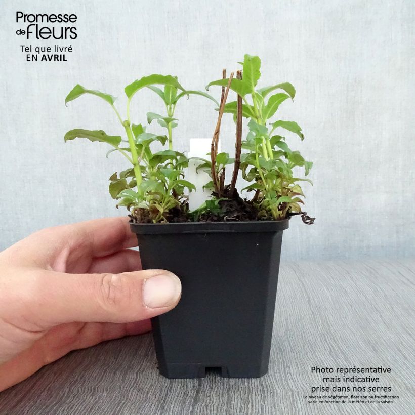 Monarda Beauty of Cobham - Beebalm 8/9 cm pot sample as delivered in spring