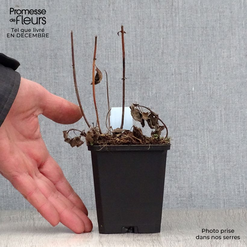 Monarda hybrida Blaustrumpf - Beebalm 8/9 cm pot sample as delivered in winter