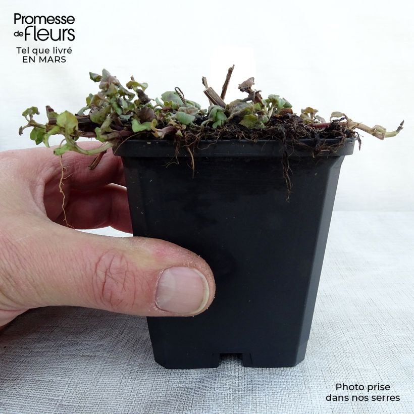 Monarda Cambridge Scarlet - Beebalm 8/9 cm pot sample as delivered in spring