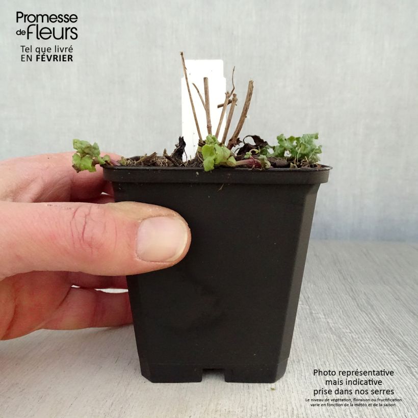 Monarda Cambridge Scarlet - Beebalm 8/9 cm pot sample as delivered in winter