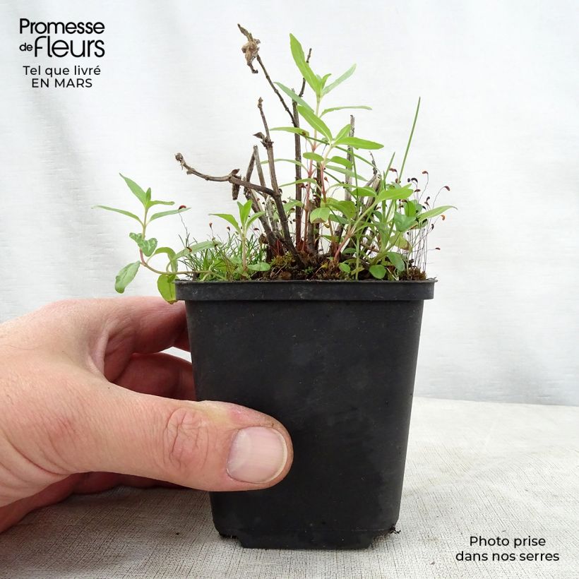 Monarda didyma Cranberry Lace - Beebalm 8/9 cm pot sample as delivered in spring