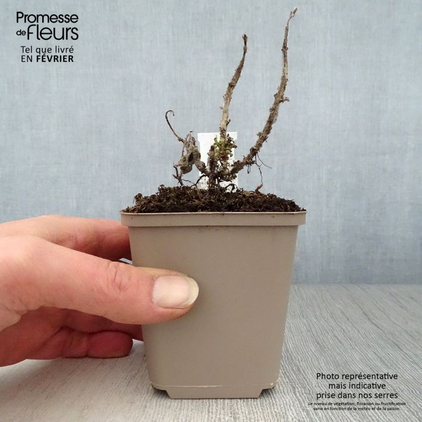 Monarda didyma Cranberry Lace - Beebalm 8/9 cm pot sample as delivered in winter