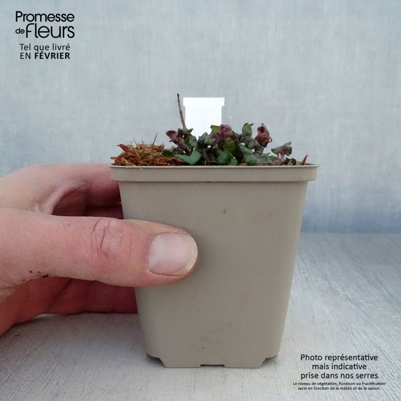 Monarda Fireball - Beebalm 8/9 cm pot sample as delivered in winter