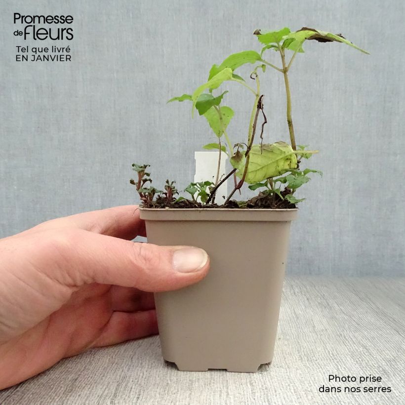 Monarda Gewitterwolke - Beebalm 8/9 cm pot sample as delivered in winter