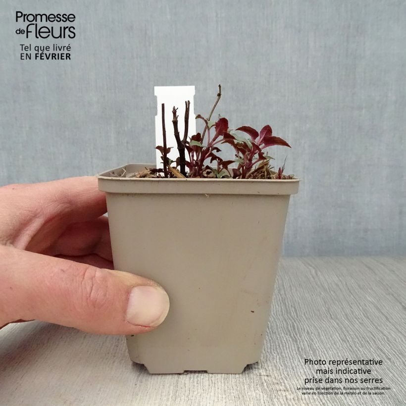 Monarda Heidelerche - Beebalm 8/9 cm pot sample as delivered in winter