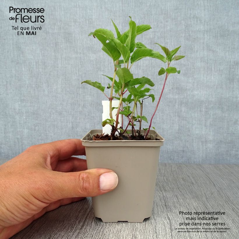 Monarda Heidelerche - Beebalm 8/9 cm pot sample as delivered in spring